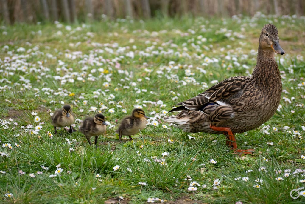 Une canne et ses petits