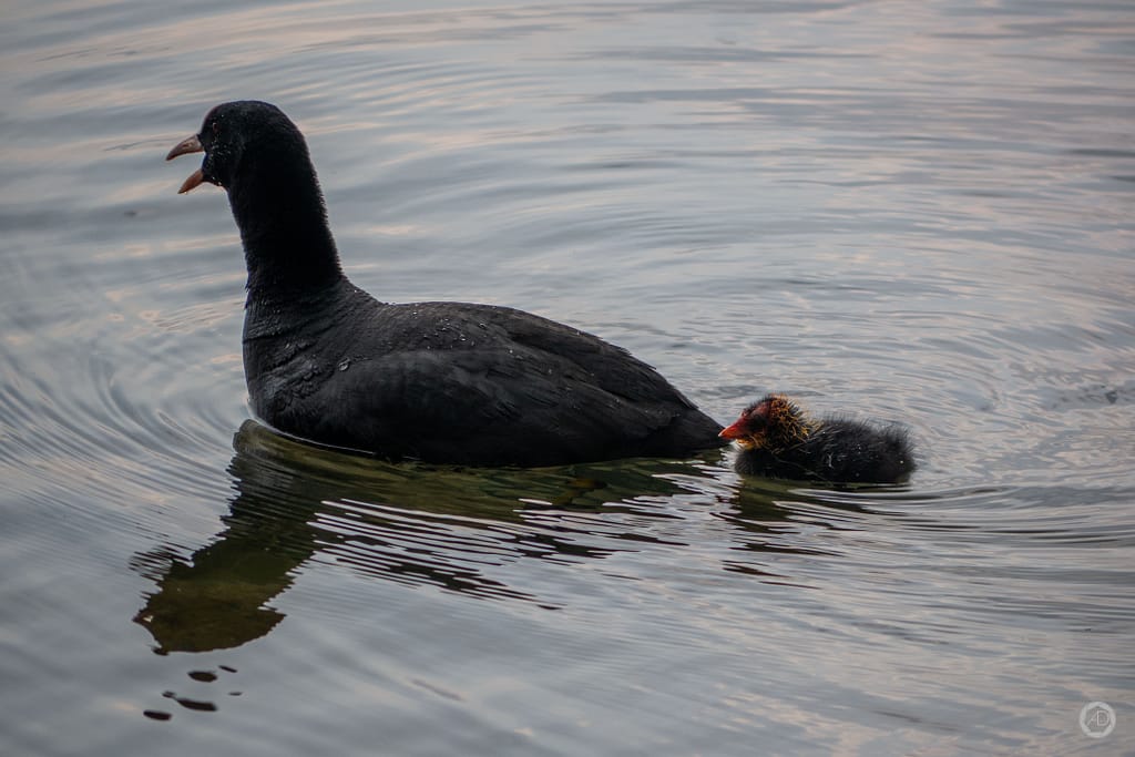 Une poule d'eau et son petit